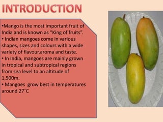 Mango Introduction Mango | PPTX