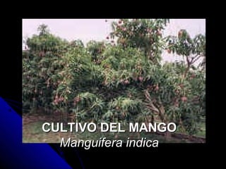 CULTIVO DEL MANGO
  Manguifera indica
 