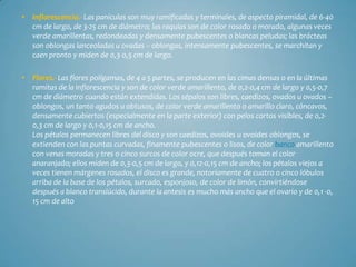 •   Inflorescencia.- Las panículas son muy ramificadas y terminales, de aspecto piramidal, de 6-40
    cm de largo, de 3-25 cm de diámetro; las raquias son de color rosado o morado, algunas veces
    verde amarillentas, redondeadas y densamente pubescentes o blancas peludas; las brácteas
    son oblongas lanceoladas u ovadas – oblongas, intensamente pubescentes, se marchitan y
    caen pronto y miden de 0,3-0,5 cm de largo.

•   Flores.- Las flores polígamas, de 4 a 5 partes, se producen en las cimas densas o en la últimas
    ramitas de la inflorescencia y son de color verde amarillento, de 0,2-0,4 cm de largo y 0,5-0,7
    cm de diámetro cuando están extendidas. Los sépalos son libres, caedizos, ovados u ovados –
    oblongos, un tanto agudos u obtusos, de color verde amarillento o amarillo claro, cóncavos,
    densamente cubiertos (especialmente en la parte exterior) con pelos cortos visibles, de 0,2-
    0,3 cm de largo y 0,1-0,15 cm de ancho.
    Los pétalos permanecen libres del disco y son caedizos, ovoides u ovoides oblongos, se
    extienden con las puntas curvadas, finamente pubescentes o lisos, de color banco amarillento
    con venas moradas y tres o cinco surcos de color ocre, que después toman el color
    anaranjado; ellos miden de 0,3-0,5 cm de largo, y 0,12-0,15 cm de ancho; los pétalos viejos a
    veces tienen márgenes rosados, el disco es grande, notoriamente de cuatro o cinco lóbulos
    arriba de la base de los pétalos, surcado, esponjoso, de color de limón, convirtiéndose
    después a blanco translúcido, durante la antesis es mucho más ancho que el ovario y de 0,1 -0,
    15 cm de alto
 