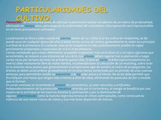 PARTICULARIDADES DEL
       CULTIVO.
Plantación.- Se recomienda antes de efectuar la plantación realizar un laboreo de un metro de profundidad,
efectuado en tiempo seco, para asegurar la uniformidad del crecimiento. Esta operación será imprescindible
en terrenos previamente cultivados.

La plantación se lleva a cabo cuando las plantas tienen de 1 a 2 años; si se les cultiva en recipientes, se les
puede sacar en cualquier época del año; si están en los surcos del vivero, generalmente lo mejor es a principio
o al final de la primavera. En cualquier caso se les trasplanta lo más cuidadosamente posible en cepas
previamente preparadas y espaciadas de 10 a 12 m de distancia.
Ciertas variedades que crecen débilmente se pueden trasplantar más cerca (6x6 m) y los tipos vigorosos que
se extienden, se colocan a una distancia de 14 a 16 m. Los árboles deben regarse tras la plantación y luego
varias veces por semana durante los primeros quince días. El área en torno al árbol (aproximadamente un
metro) debe mantenerse libre de malas hierbas, recomendándose la colocación de un mulching, sobre todo
en la estación seca; puesto que generalmente se proporciona algo de sombra al vivero de propagación, los
árboles se deben acostumbrar gradualmente en un área menos sombreada por un período de unas cuantas
semanas, para permitirles resistir su exposición a la luz solar plena y al viento. No se les debe permitir que
fructifiquen sino hasta que tengan más o menos 4 años de edad, eliminando las paniculas de flor a medida
que se forman
En zonas ventosas se recomienda el empleo de cortavientos, ya sean naturales o artificiales.
Independientemente de la protección mecánica ofrecida por el cortaviento, el mango se beneficia por una
mejora de la actividad de los insectos durante la polinización y por la disminución de
algunas enfermedades como la mancha negra bacteriana en climas subtropicales, como consecuencia
indirecta de una menor rotura de ramas y una más lenta dispersión de inóculo.
 