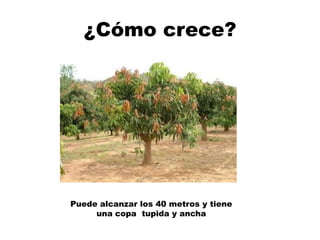 ¿Cómo crece?
Puede alcanzar los 40 metros y tiene
una copa tupida y ancha