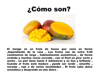 ¿Cómo son?
El mango es un fruto de hueso que varía en forma
,dependiendo de la raza . Los frutos son de entre 5-20
centímetros de largo , habitualmente asimétricos , de forma
ovalada y muchas veces curvada , con al final un pico corto y
ancho . La piel tiene hasta 2 milímetros y es lisa y brillante .
Cuando el fruto está maduro , puede ser verde , amarillo ,
naranja , rojo o de varias tonalidades . El fruto sabe dulce
aromático y desprende un olor dulce .