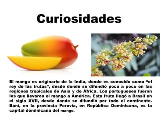 El mango es originario de la India, donde es conocido como “el
rey de las frutas”, desde donde se difundió poco a poco en las
regiones tropicales de Asia y de África. Los portugueses fueron
los que llevaron el mango a América. Esta fruta llegó a Brasil en
el siglo XVII, desde donde se difundió por todo el continente.
Baní, en la provincia Peravia, en República Dominicana, es la
capital dominicana del mango.
Curiosidades