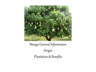 Mango General Information
Origin
Plantation & Benefits
 