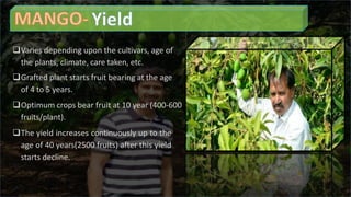 Varies depending upon the cultivars, age of
the plants, climate, care taken, etc.
Grafted plant starts fruit bearing at the age
of 4 to 5 years.
Optimum crops bear fruit at 10 year (400-600
fruits/plant).
The yield increases continuously up to the
age of 40 years(2500 fruits) after this yield
starts decline.
 