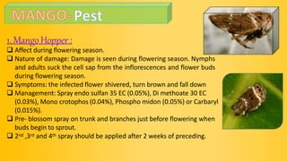 1. MangoHopper:
 Affect during flowering season.
 Nature of damage: Damage is seen during flowering season. Nymphs
and adults suck the cell sap from the inflorescences and flower buds
during flowering season.
 Symptoms: the infected flower shivered, turn brown and fall down
 Management: Spray endo sulfan 35 EC (0.05%), Di methoate 30 EC
(0.03%), Mono crotophos (0.04%), Phospho midon (0.05%) or Carbaryl
(0.015%).
 Pre- blossom spray on trunk and branches just before flowering when
buds begin to sprout.
 2nd ,3rd and 4th spray should be applied after 2 weeks of preceding.
 