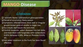 2)Antracnose:
 Scientific Name: Collctorichum gloeosporidides
 Period of occurrence: Rainy season
 Symptoms: infected leaves show oval or irregular
greyish brown spots of smaller to larger size.
 As a result, leaf tissues dry and shed.
 Control measures: select diseased free bid sticks
and treat them with fungicides with Carbendazin
0.01% Henacap 0.26%, Biltox or Phytolan 0.03%,
etc.
 Hot water treatment to the fruits has been found
effective.
 