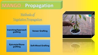 Inarching/Approach
grafting
Veneer Grafting
Epicotyls/Stone
grafting
Soft-Wood Grafting
Methods of
Vegetative Propagation
 