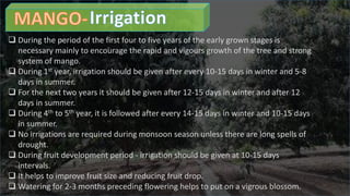  During the period of the first four to five years of the early grown stages is
necessary mainly to encourage the rapid and vigours growth of the tree and strong
system of mango.
 During 1st year, irrigation should be given after every 10-15 days in winter and 5-8
days in summer.
 For the next two years it should be given after 12-15 days in winter and after 12
days in summer.
 During 4th to 5th year, it is followed after every 14-15 days in winter and 10-15 days
in summer.
 No irrigations are required during monsoon season unless there are long spells of
drought.
 During fruit development period - irrigation should be given at 10-15 days
intervals.
 It helps to improve fruit size and reducing fruit drop.
 Watering for 2-3 months preceding flowering helps to put on a vigrous blossom.
 