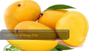 Cultivation of Mango fruit
 