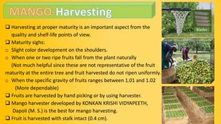  Harvesting at proper maturity is an important aspect from the
quality and shelf-life points of view.
 Maturity sighs:
o Slight color development on the shoulders.
o When one or two ripe fruits fall from the plant naturally
(Not much helpful since these are not representative of the fruit
maturity at the entire tree and fruit harvested do not ripen uniformly.
o When the specific gravity of fruits ranges between 1.01 and 1.02
(More dependable)
 Fruits are harvested by hand picking or by using harvester.
 Mango harvester developed by KONKAN KRISHI VIDYAPEETH,
Dapoli (M. S.) is the best for mango harvesting.
 Fruit is harvested with stalk intact (0.4 cm).
Blades
 