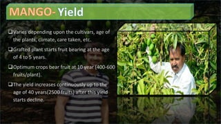 Varies depending upon the cultivars, age of
the plants, climate, care taken, etc.
Grafted plant starts fruit bearing at the age
of 4 to 5 years.
Optimum crops bear fruit at 10 year (400-600
fruits/plant).
The yield increases continuously up to the
age of 40 years(2500 fruits) after this yield
starts decline.
 