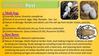 2. Mealy bug:
 Scientific Name: Drosicha manqiferae
 Period of occurrence: Eggs- May. Nymphs - Dec- Jan
 Nature of damage: Nymphs and adults suck the cell sap from tender shoots, panicles,
etc.
 Symptoms: affected parts dry up, fruits remain undersized
 Control measures: Spray Carbaryl (0.2%), Nuvacron (0.04%).
3. StemBorer:
 Scientific Name: Batocera rufomaculatu
 Nature of damage: Adults feed on tender shots, bud making irregular scratches on stem
by biting and chewing. Grubs damage by tunneling inside the main trunk and branches.
 Control measures: Cleaning the tunnels with a hand wire, and injecting borer solution
containing two parts of Carbon disulfide and the second part of chloroform and creosol,
with an injecting syringes and subsequent closing the entrance of the tunnel with mud.
 