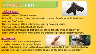 4.Shoot Borer:
Scientific Name: Chlumatia traversa
Period of occurrence: During rainy season from June- July to October, At the time of
plant age 6 to 8 years.
Nature of damage: Attack inflorescences during flowering season.
Symptoms: Affected shoot wilt and dry up.
Management: Removal and destruction of affected shoots, and 1 or 2 sprays of
carbyl 0.02% or Nuvacron 0.04% during the emergence period of vegetative growth.
5. Termites:
Scientific Name: Trinervitemes bioformis
Period of occurrence: All around the year
Nature of damage: Feed on roots and move upards making the trunks completing hollow.
Management: Soil treatment with lindane powder @ 200-300 g per tree is effective.
 