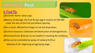 6. Fruit Fly:
Scientific Name: Dacus spp.
Nature of damage: the fruit fly lays egg in clusters of 150-200
under the skin of the fruit just before ripening.
As a result, affected fruit begin to rot and drop down.
Control measures: Collection and destruction of damaged fruits.
Poisoned fruits @10 per ha are helpful in checking the incidence.
Flies can be controlled by sprays of carbaryl 0.2% or
Molasses 0.1% beginning at egg laying stage.
 