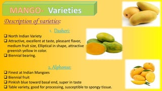 Description of varieties:
1. Dasheri:
 North Indian Variety
 Attractive, excellent at taste, pleasant flavor,
medium fruit size, Elliptical in shape, attractive
greenish yellow in color.
 Biennial bearing.
2. Alphonso:
 Finest at Indian Mangoes
 Biennial fruit
 Pinkish blue toward basal end, super in taste
 Table variety, good for processing, susceptible to spongy tissue.
 