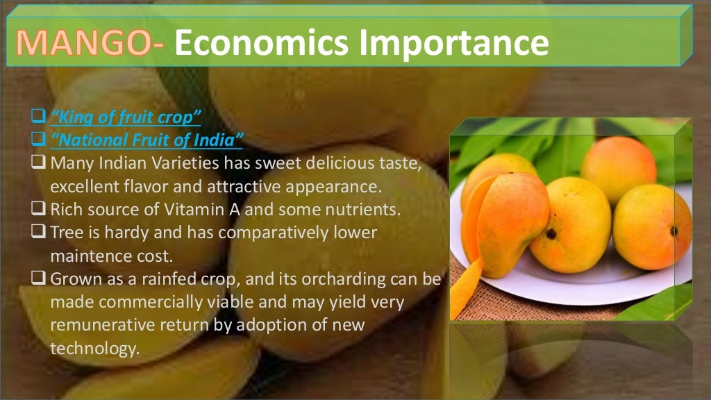 Mango cultivation practices