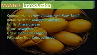 Mango Introduction mango-ppt.pptx