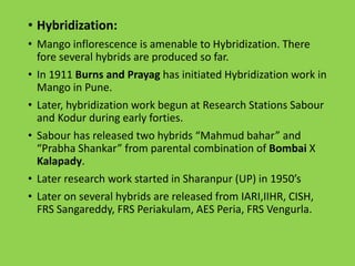 • Hybridization:
• Mango inflorescence is amenable to Hybridization. There
fore several hybrids are produced so far.
• In 1911 Burns and Prayag has initiated Hybridization work in
Mango in Pune.
• Later, hybridization work begun at Research Stations Sabour
and Kodur during early forties.
• Sabour has released two hybrids “Mahmud bahar” and
“Prabha Shankar” from parental combination of Bombai X
Kalapady.
• Later research work started in Sharanpur (UP) in 1950’s
• Later on several hybrids are released from IARI,IIHR, CISH,
FRS Sangareddy, FRS Periakulam, AES Peria, FRS Vengurla.
 