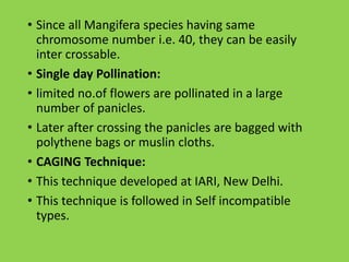 • Since all Mangifera species having same
chromosome number i.e. 40, they can be easily
inter crossable.
• Single day Pollination:
• limited no.of flowers are pollinated in a large
number of panicles.
• Later after crossing the panicles are bagged with
polythene bags or muslin cloths.
• CAGING Technique:
• This technique developed at IARI, New Delhi.
• This technique is followed in Self incompatible
types.
 