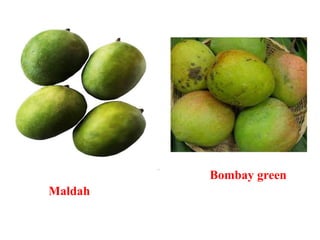 Maldah
Bombay green
 