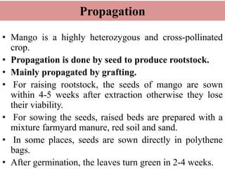 Propagation
• Mango is a highly heterozygous and cross-pollinated
crop.
• Propagation is done by seed to produce rootstock.
• Mainly propagated by grafting.
• For raising rootstock, the seeds of mango are sown
within 4-5 weeks after extraction otherwise they lose
their viability.
• For sowing the seeds, raised beds are prepared with a
mixture farmyard manure, red soil and sand.
• In some places, seeds are sown directly in polythene
bags.
• After germination, the leaves turn green in 2-4 weeks.
 