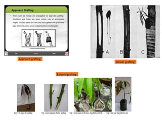 Veneer grafting
Approach grafting
Epicolyl grafting
 