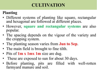CULTIVATION
Planting
• Different systems of planting like square, rectangular
and hexagonal are followed at different places.
• However, square and rectangular systems are also
popular.
• The spacing depends on the vigour of the variety and
the cropping system.
• The planting season varies from Jun to Sep.
• The main field is brought to fine tilth.
• Pits of 1m x 1mx 1m size are dug.
• These are exposed to sun for about 30 days.
• Before planting, pits are filled with well-rotten
farmyard manure and soil.
 