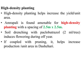 High-density planting
• High-density planting helps increase the yield/unit
area.
• Amrapali is found amenable for high-density
planting with a spacing of 2.5m x 2.5m.
• Soil drenching with paclobutrazol (2 ml/tree)
induces flowering during off year.
• If coupled with pruning, it, helps increase
production /unit area in Dashehari.
 