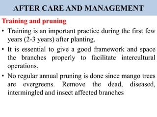 AFTER CARE AND MANAGEMENT
Training and pruning
• Training is an important practice during the first few
years (2-3 years) after planting.
• It is essential to give a good framework and space
the branches properly to facilitate intercultural
operations.
• No regular annual pruning is done since mango trees
are evergreens. Remove the dead, diseased,
intermingled and insect affected branches
 