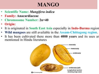 MANGO
• Scientific Name: Mangifera indica
• Family: Anacardiaceae
• Chromosome Number: 2n=40
• Origin:
• It is originated in South East Asia especially in Indo-Burma region
• Wild mangoes are still available in the Assam-Chittagong region.
• It has been cultivated there more than 4000 years and its uses are
mentioned in Hindu literatures
 