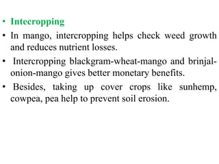 • Intecropping
• In mango, intercropping helps check weed growth
and reduces nutrient losses.
• Intercropping blackgram-wheat-mango and brinjal-
onion-mango gives better monetary benefits.
• Besides, taking up cover crops like sunhemp,
cowpea, pea help to prevent soil erosion.
 