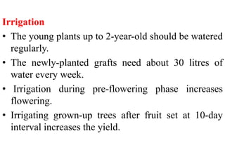 Irrigation
• The young plants up to 2-year-old should be watered
regularly.
• The newly-planted grafts need about 30 litres of
water every week.
• Irrigation during pre-flowering phase increases
flowering.
• Irrigating grown-up trees after fruit set at 10-day
interval increases the yield.
 