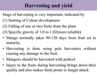 Harvesting and yield
Stage of harvesting is very important, indicated by
(1) Starting of Colour development
(2) Falling of one or two fruits from the plant
(3) Specific gravity of 1.0 to 1.02(more reliable)
• Mango normally takes 90-120 days from fruit set to
maturity.
• Harvesting is done using pole harvesters without
causing any damage to the fruit.
• Mangoes should be harvested with pedicel.
• Injury to the fruits during harvesting brings down their
quality and also makes them prone to fungal attack.
 