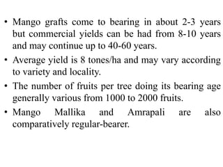 • Mango grafts come to bearing in about 2-3 years
but commercial yields can be had from 8-10 years
and may continue up to 40-60 years.
• Average yield is 8 tones/ha and may vary according
to variety and locality.
• The number of fruits per tree doing its bearing age
generally various from 1000 to 2000 fruits.
• Mango Mallika and Amrapali are also
comparatively regular-bearer.
 