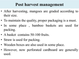 Post harvest management
• After harvesting, mangoes are graded according to
their size.
• To maintain the quality, proper packaging is a must.
• In some place , bamboo baskets are used for
packing.
• A basket contains 50-100 fruits.
• Straw is used for packing.
• Wooden boxes are also used in some place.
• However, now perforated cardboard are generally
used.
 