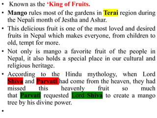 • Known as the ‘King of Fruits.
• Mango rules most of the gardens in Terai region during
the Nepali month of Jestha and Ashar.
• This delicious fruit is one of the most loved and desired
fruits in Nepal which makes everyone, from children to
old, tempt for more.
• Not only is mango a favorite fruit of the people in
Nepal, it also holds a special place in our cultural and
religious heritage.
• According to the Hindu mythology, when Lord
Shiva and Parvati had come from the heaven, they had
missed this heavenly fruit so much
that Parvati requested Lord Shiva to create a mango
tree by his divine power.
•
 