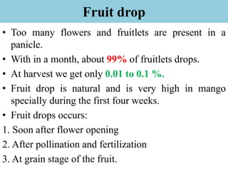 Fruit drop
• Too many flowers and fruitlets are present in a
panicle.
• With in a month, about 99% of fruitlets drops.
• At harvest we get only 0.01 to 0.1 %.
• Fruit drop is natural and is very high in mango
specially during the first four weeks.
• Fruit drops occurs:
1. Soon after flower opening
2. After pollination and fertilization
3. At grain stage of the fruit.
 