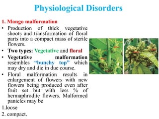 Physiological Disorders
1. Mango malformation
• Production of thick vegetative
shoots and transformation of floral
parts into a compact mass of sterile
flowers.
• Two types: Vegetative and floral
• Vegetative malformation
resembles “bunchy top” which
may dry and die in due course.
• Floral malformation results in
enlargement of flowers with new
flowers being produced even after
fruit set but with less % of
hermaphrodite flowers. Malformed
panicles may be
1.loose
2. compact.
 