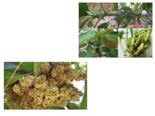 Production Technology of Mango in Nepal.pptx