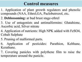 Control measures
1. Application of plant growth regulators and phenolic
compounds (NAA, Ethrel,GA, Paclobutrozol, etc.
2. Deblossoming: at bud brust stage-ethrel
3. Use of antagonists and antimalformins: Glutahione,
Ascorbic acid, Silver nitrate
4. Application of nutrients: High NPK added with FeSO4,
Cobalt Sulphate
5. Pruning of malformed parts.
6. Application of pesticides: Parathion, Kelthane,
Kerathane.
7. Covering panicles with polythene film to raise the
temperature around the panicle.
 
