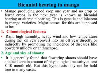 Biennial bearing in mango
• Mango producing good crop one year and no crop or
fewer crops in the next year is known as biennial
bearing or alternate bearing. This is genetic and inherent
in mango varieties. Major causes for this are supposed
to be:
1. Climatological factors:
• Rain, high humidity, heavy wind and low temperature
during the on year convert into an off year directly or
indirectly by promoting the incidence of diseases like
powdery mildew or anthracnose.
2. Age and size of shoots:
• It is generally found that flowering shoots should have
attained certain amount of physiological maturity atleast
8-10 month old. But this hypothesis may not be hold
true in many cases.
 