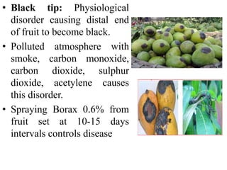 • Black tip: Physiological
disorder causing distal end
of fruit to become black.
• Polluted atmosphere with
smoke, carbon monoxide,
carbon dioxide, sulphur
dioxide, acetylene causes
this disorder.
• Spraying Borax 0.6% from
fruit set at 10-15 days
intervals controls disease
 