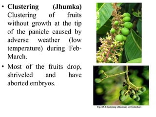 • Clustering (Jhumka)
Clustering of fruits
without growth at the tip
of the panicle caused by
adverse weather (low
temperature) during Feb-
March.
• Most of the fruits drop,
shriveled and have
aborted embryos.
 