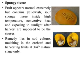 • Spongy tissue
• Fruit appears normal extremely
but contains yellowish, sour
spongy tissue inside high
temperature, convertive heat
and exposing to sunlight after
harvest are supposed to be the
causes.
• Remedy lies in sod culture,
mulching in the orchard and
harvesting fruits at 3/4th mature
stage only.
 