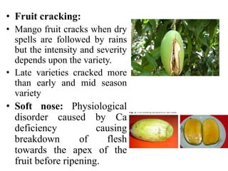 • Fruit cracking:
• Mango fruit cracks when dry
spells are followed by rains
but the intensity and severity
depends upon the variety.
• Late varieties cracked more
than early and mid season
variety
• Soft nose: Physiological
disorder caused by Ca
deficiency causing
breakdown of flesh
towards the apex of the
fruit before ripening.
 