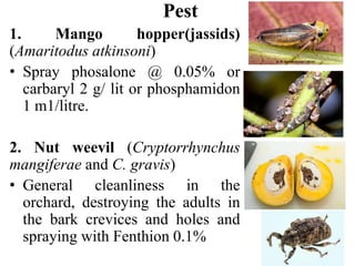 Pest
1. Mango hopper(jassids)
(Amaritodus atkinsoni)
• Spray phosalone @ 0.05% or
carbaryl 2 g/ lit or phosphamidon
1 m1/litre.
2. Nut weevil (Cryptorrhynchus
mangiferae and C. gravis)
• General cleanliness in the
orchard, destroying the adults in
the bark crevices and holes and
spraying with Fenthion 0.1%
 