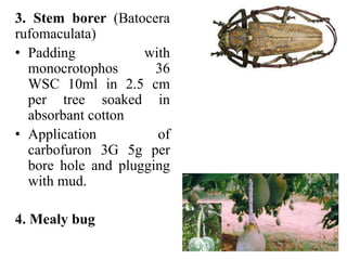 3. Stem borer (Batocera
rufomaculata)
• Padding with
monocrotophos 36
WSC 10ml in 2.5 cm
per tree soaked in
absorbant cotton
• Application of
carbofuron 3G 5g per
bore hole and plugging
with mud.
4. Mealy bug
 