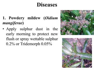 Diseases
1. Powdery mildew (Oidium
mangiferae)
• Apply sulphur dust in the
early morning to protect new
flush or spray wettable sulphur
0.2% or Tridemorph 0.05%
 