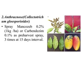 2.Anthracnose(Collectotrich
um gloesporioides)
• Spray Mancozeb 0.2%
(1kg /ha) or Carbendezim
0.1% as preharvest spray,
3 times at 15 days interval.
 